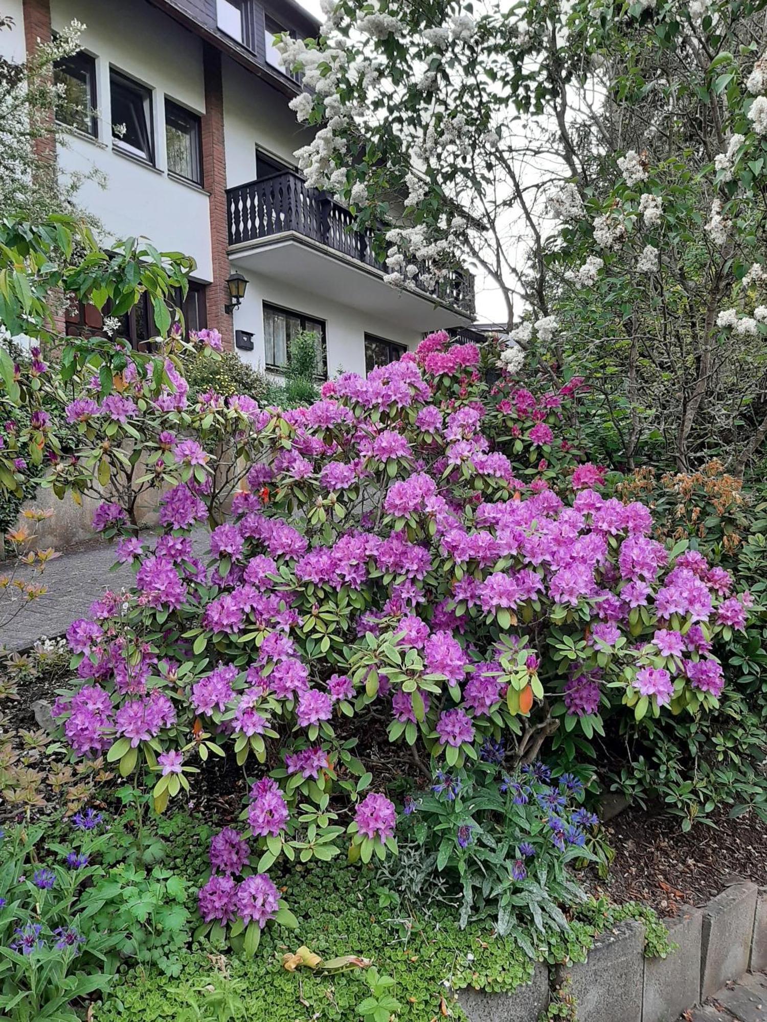 Ferienwohnung Bergblick Hallenberg Zewnętrze zdjęcie